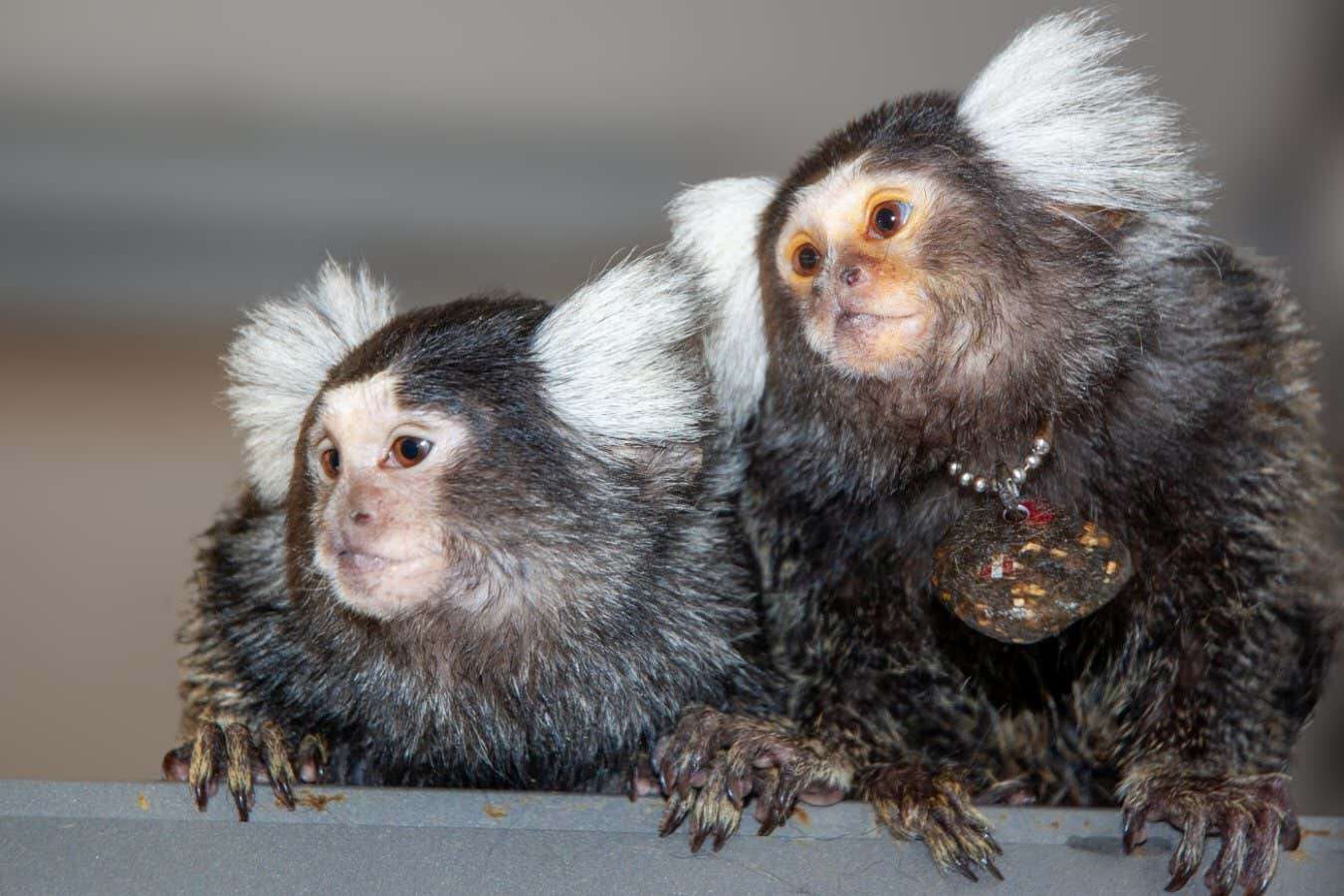 Marmosets seem to call each other by name