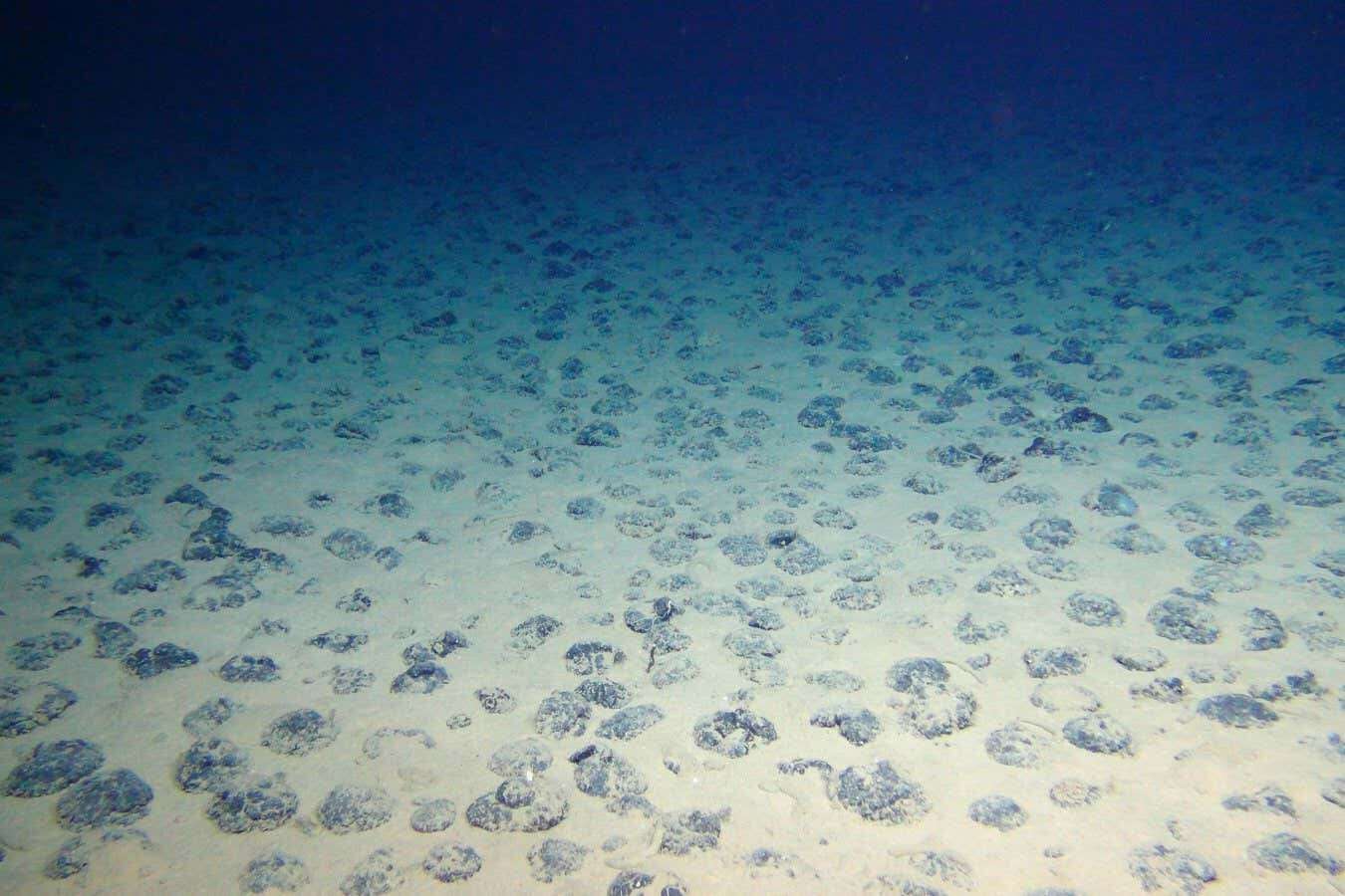 Deep-sea life is still recovering from mining activity 40 years ago