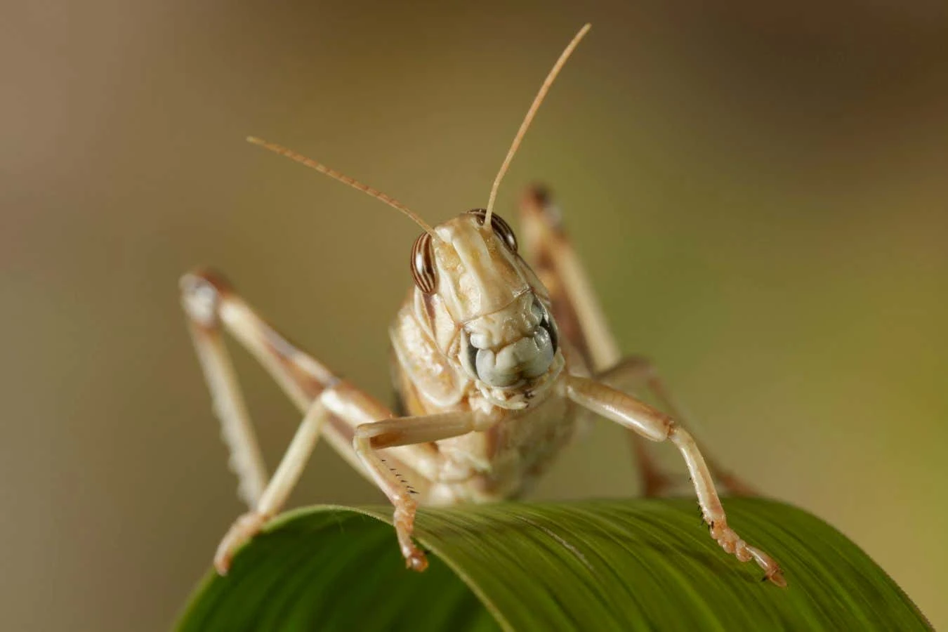 Cyborg locusts with brain nanoparticles could act as bomb sniffers