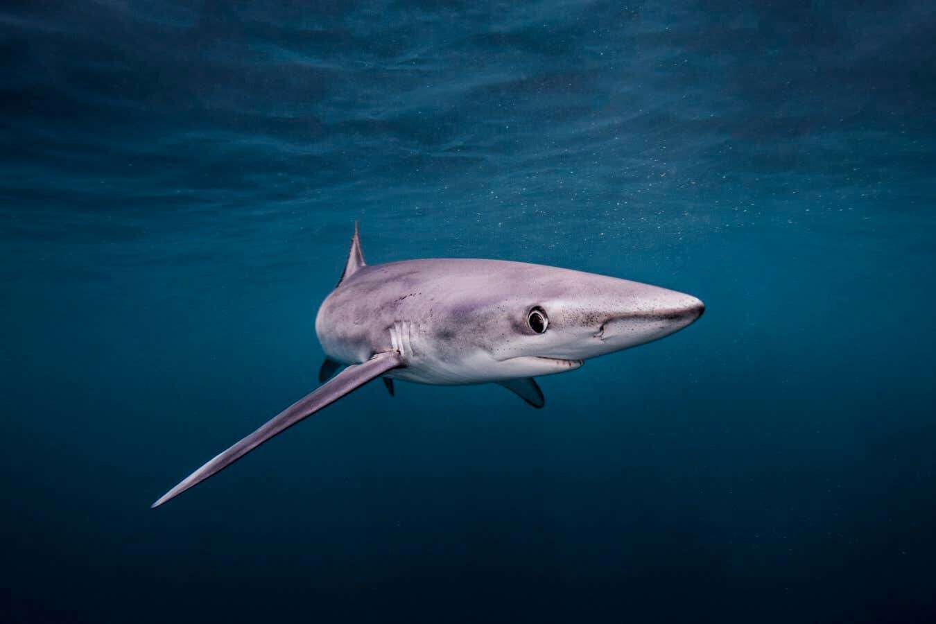 A shark survived being stabbed through the head by a swordfish