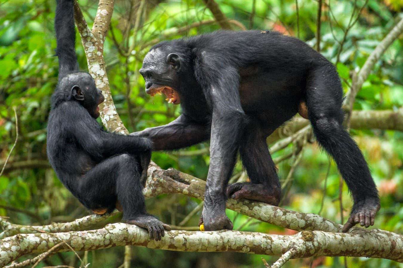 ‘Peaceful’ male bonobos may actually be more aggressive than chimps