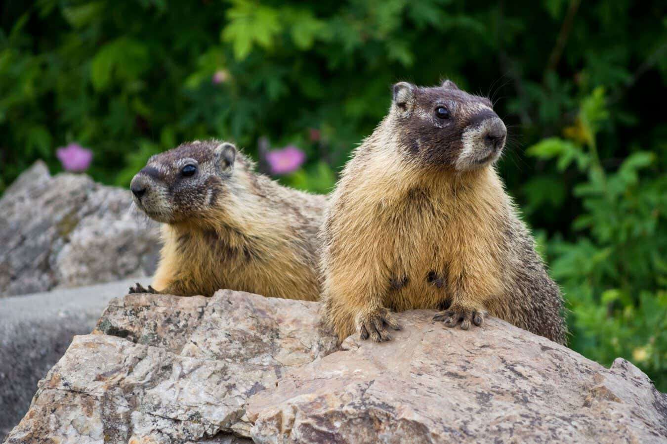 Marmots could have the solution to a long-running debate in evolution