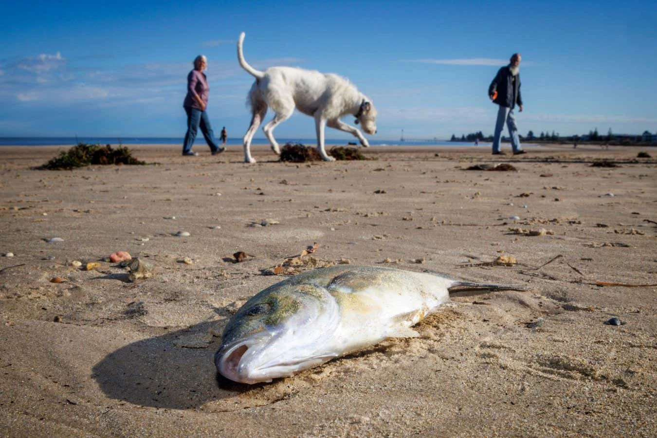 Toxic algae blighting South Australia could pose a global threat