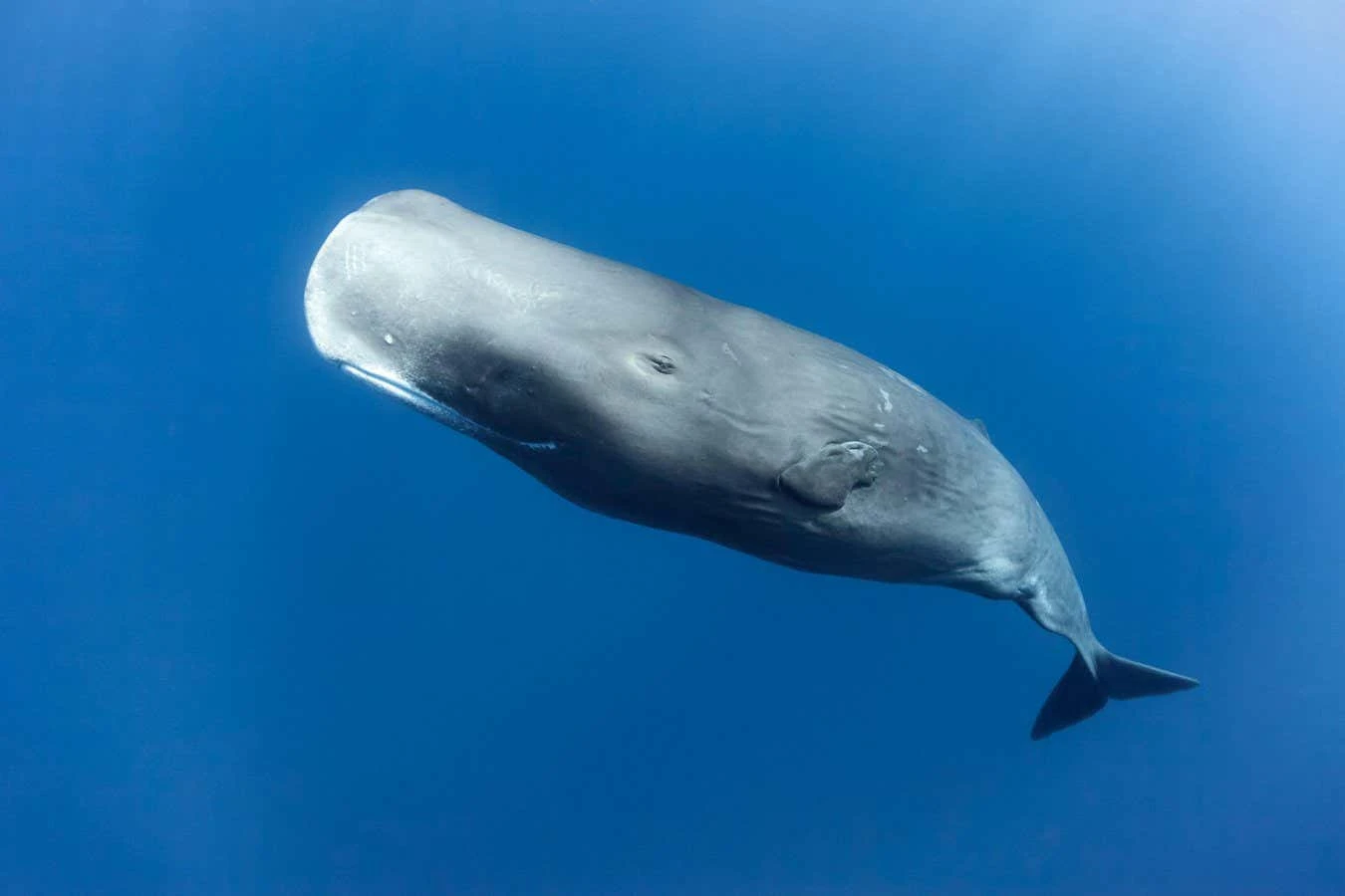 Most mammals go through the menopause - if they live long enough