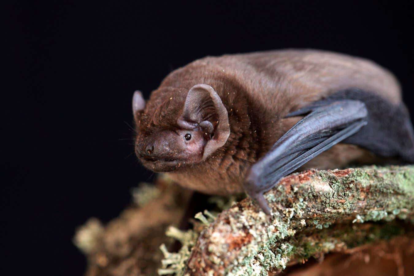 Morphing red blood cells help bats hibernate - and we could do it too