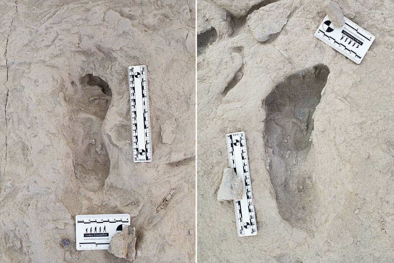 Ancient footprints show how early human species lived side by side