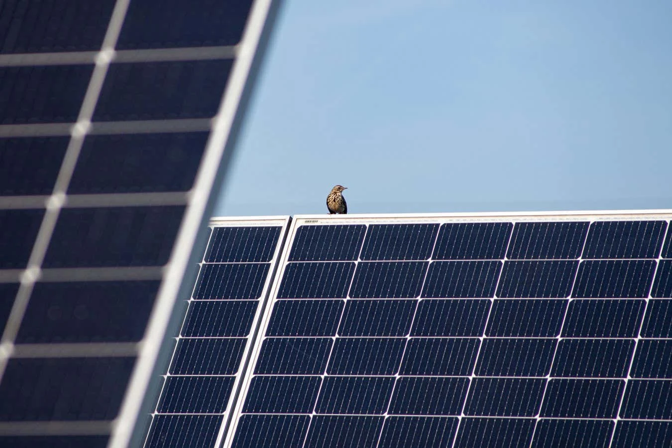 Wildlife thrives in solar farm built on restored peatland