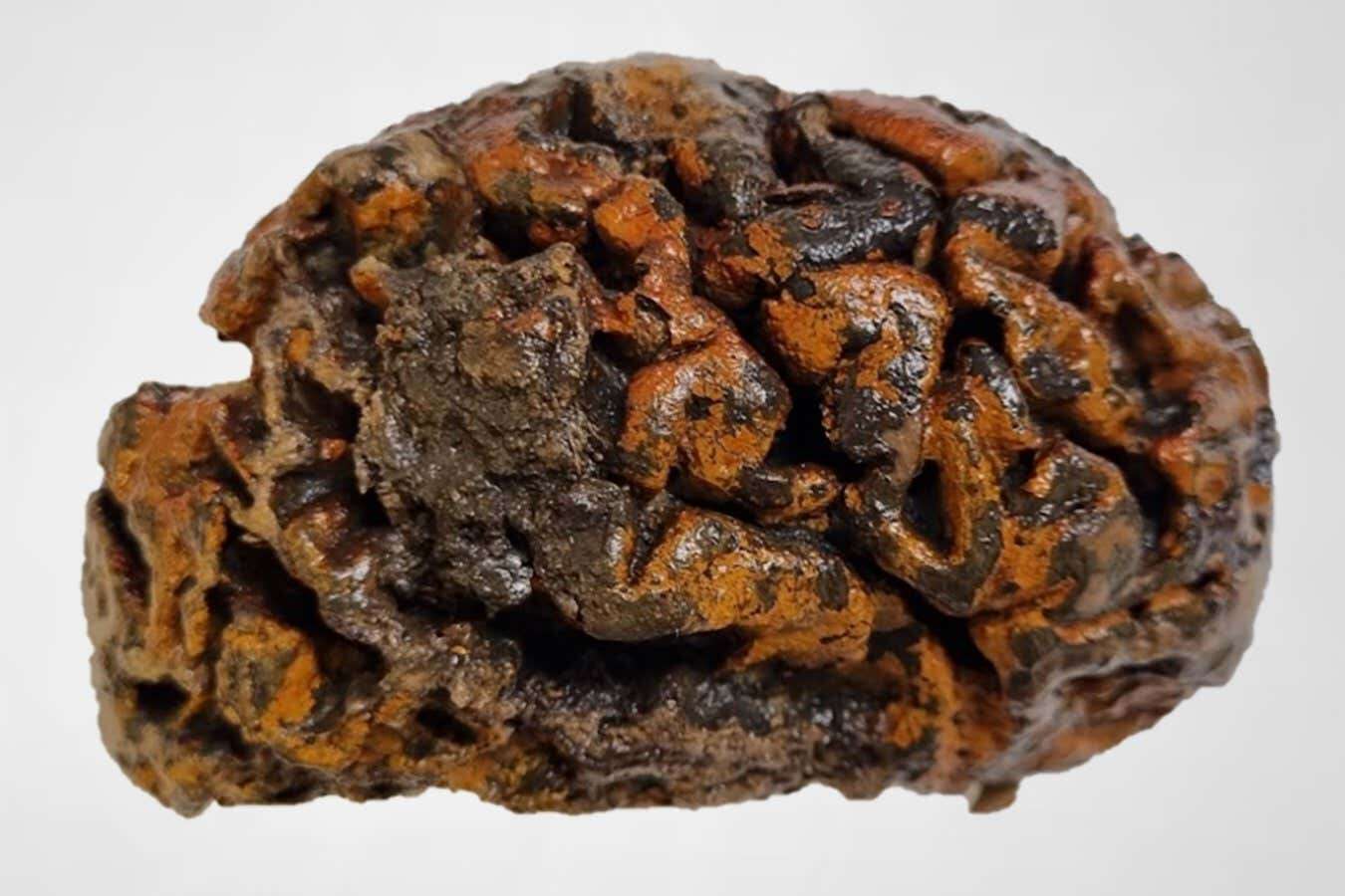 Human brains have been mysteriously preserved for thousands of years