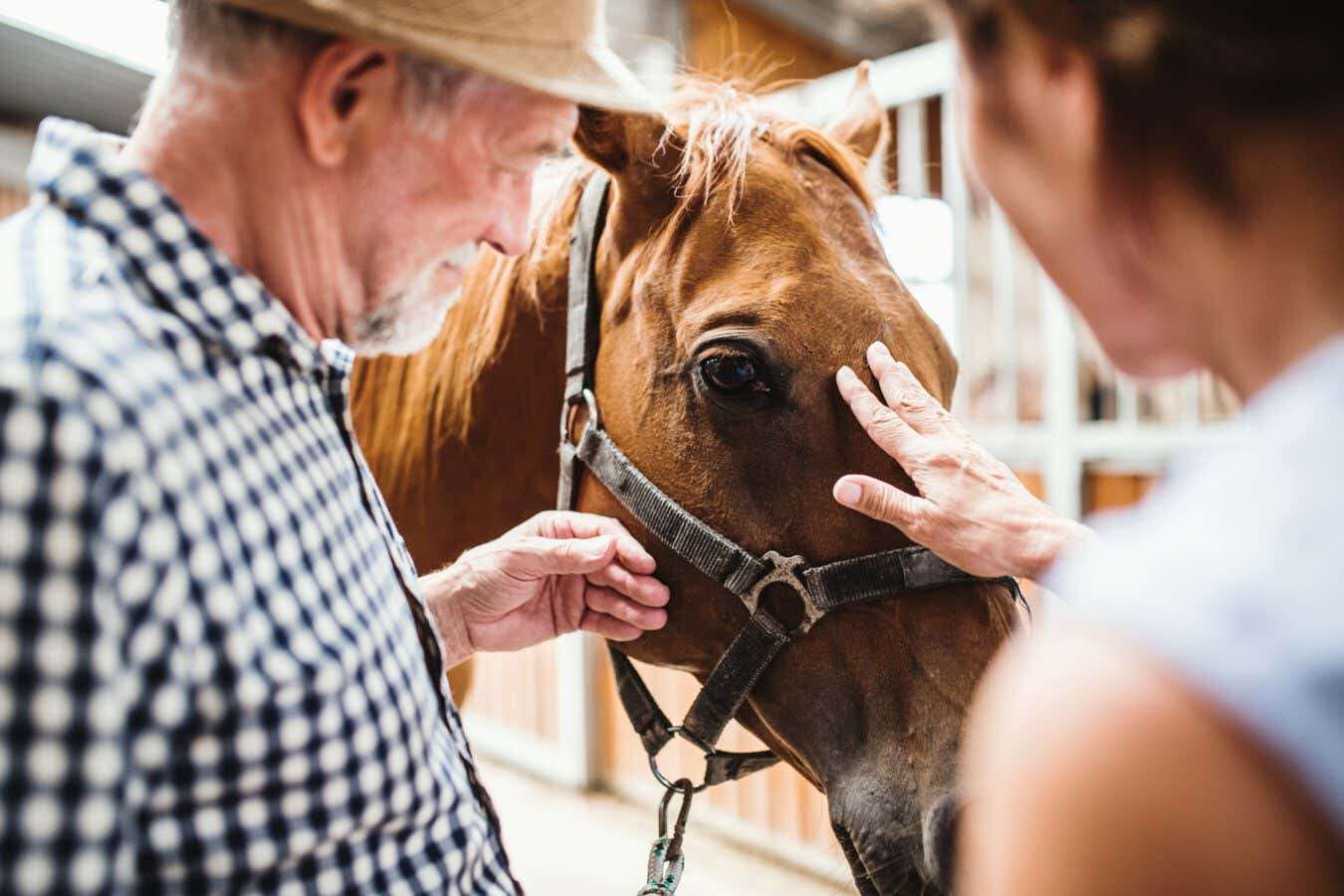 People with Alzheimer's disease benefit from spending time with horses