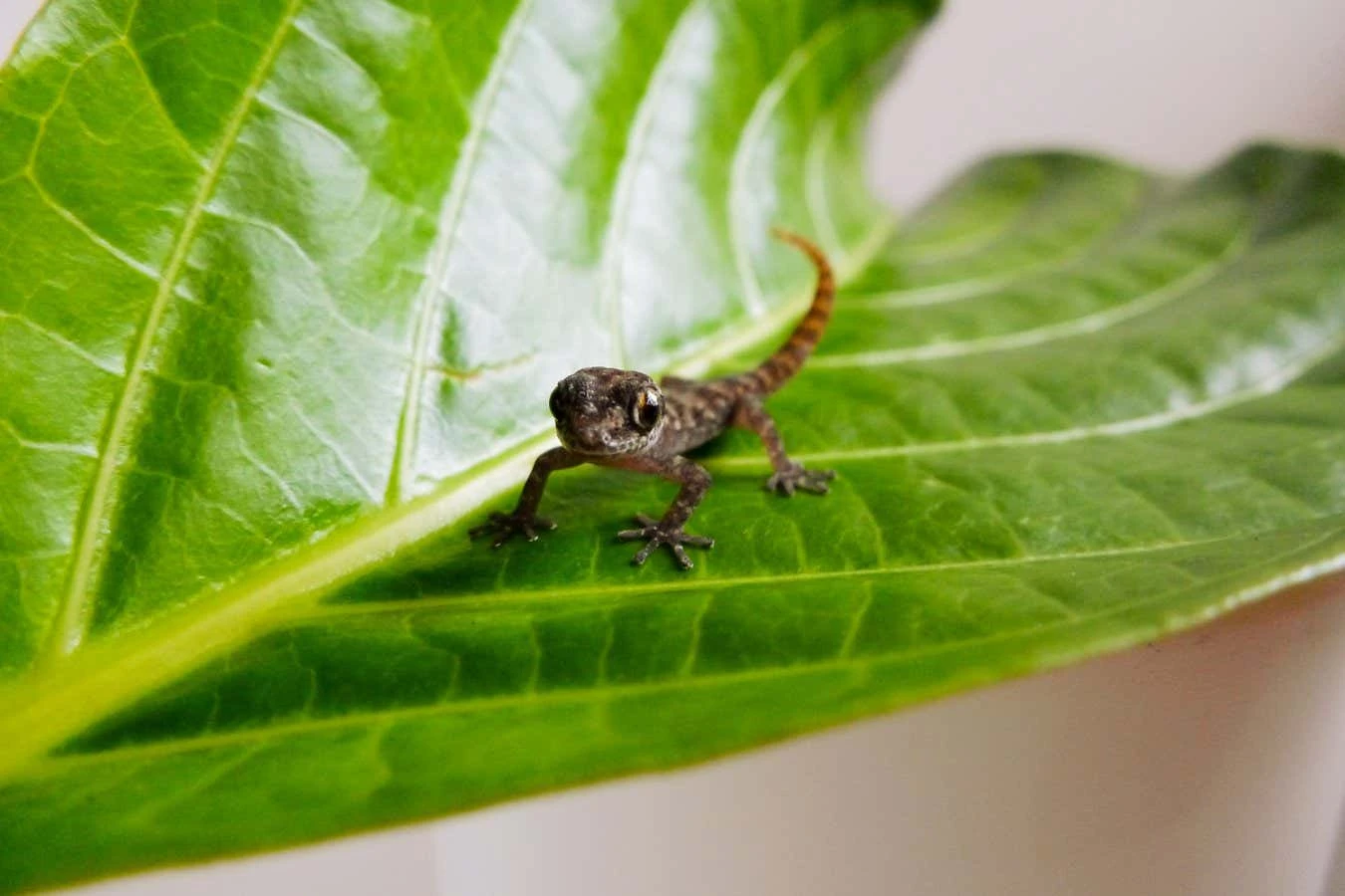 Tiny elusive gecko rediscovered on one of the Galapagos islands