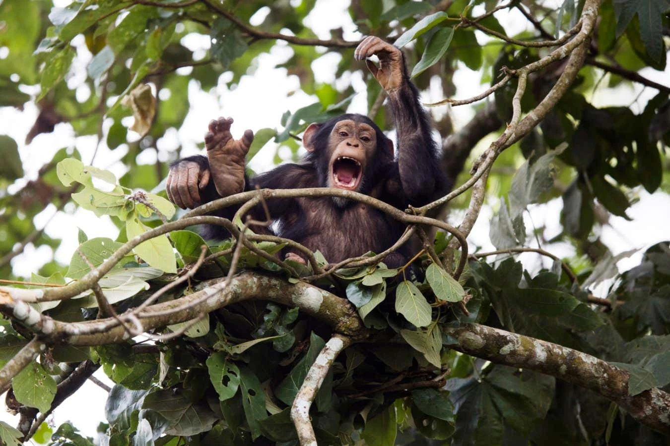 Chimps share 'building blocks of musical rhythm' with humans