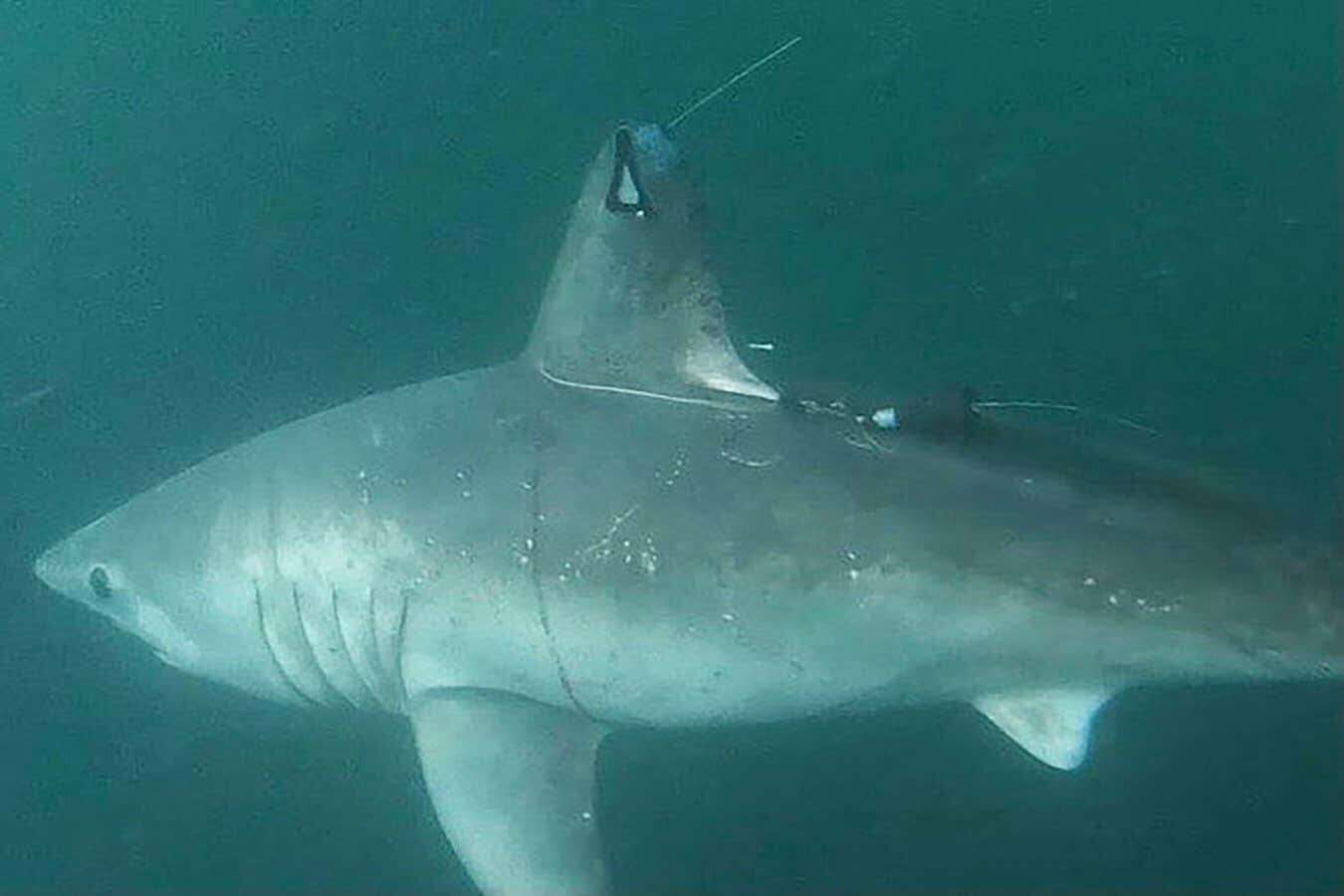 Pregnant shark that disappeared may have been eaten by another shark