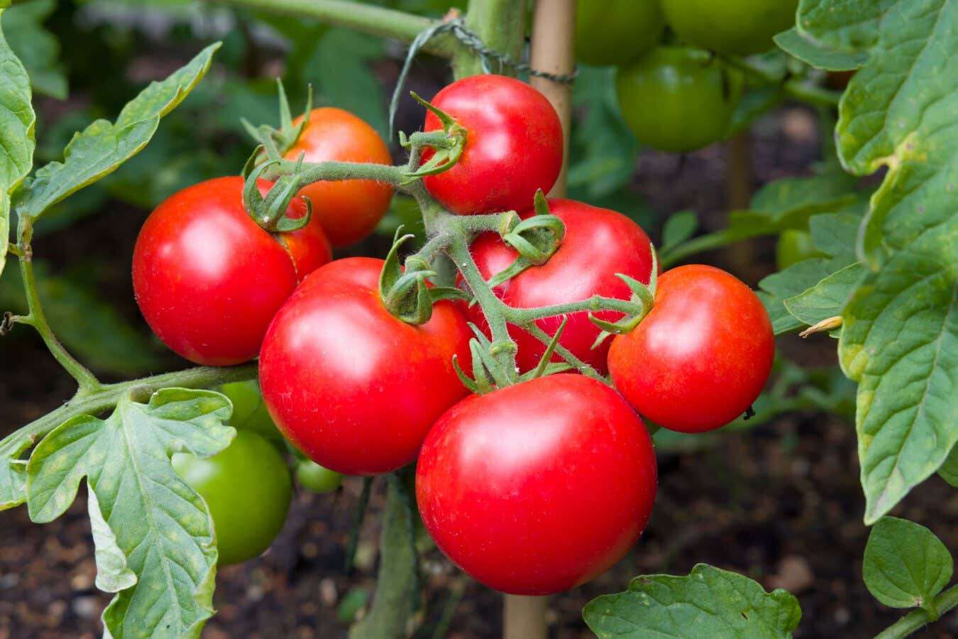 Sweeter tomatoes are coming soon thanks to CRISPR gene editing