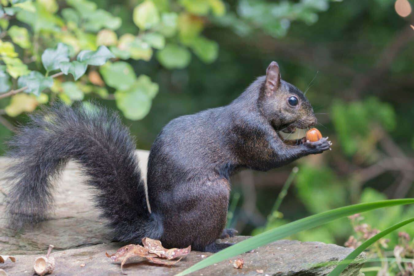 Black squirrels may be evolving due to roadkill in cities