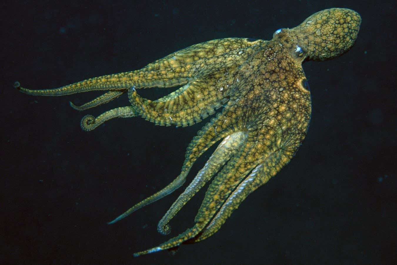 Earliest known sex chromosomes evolved in octopuses