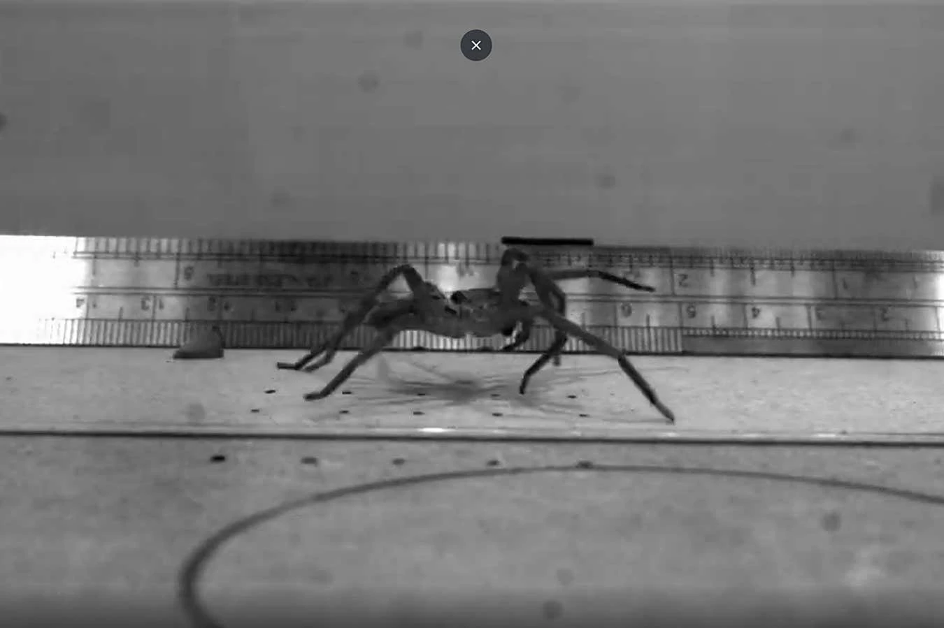 The world's fastest spider tops 3.5 metres per second