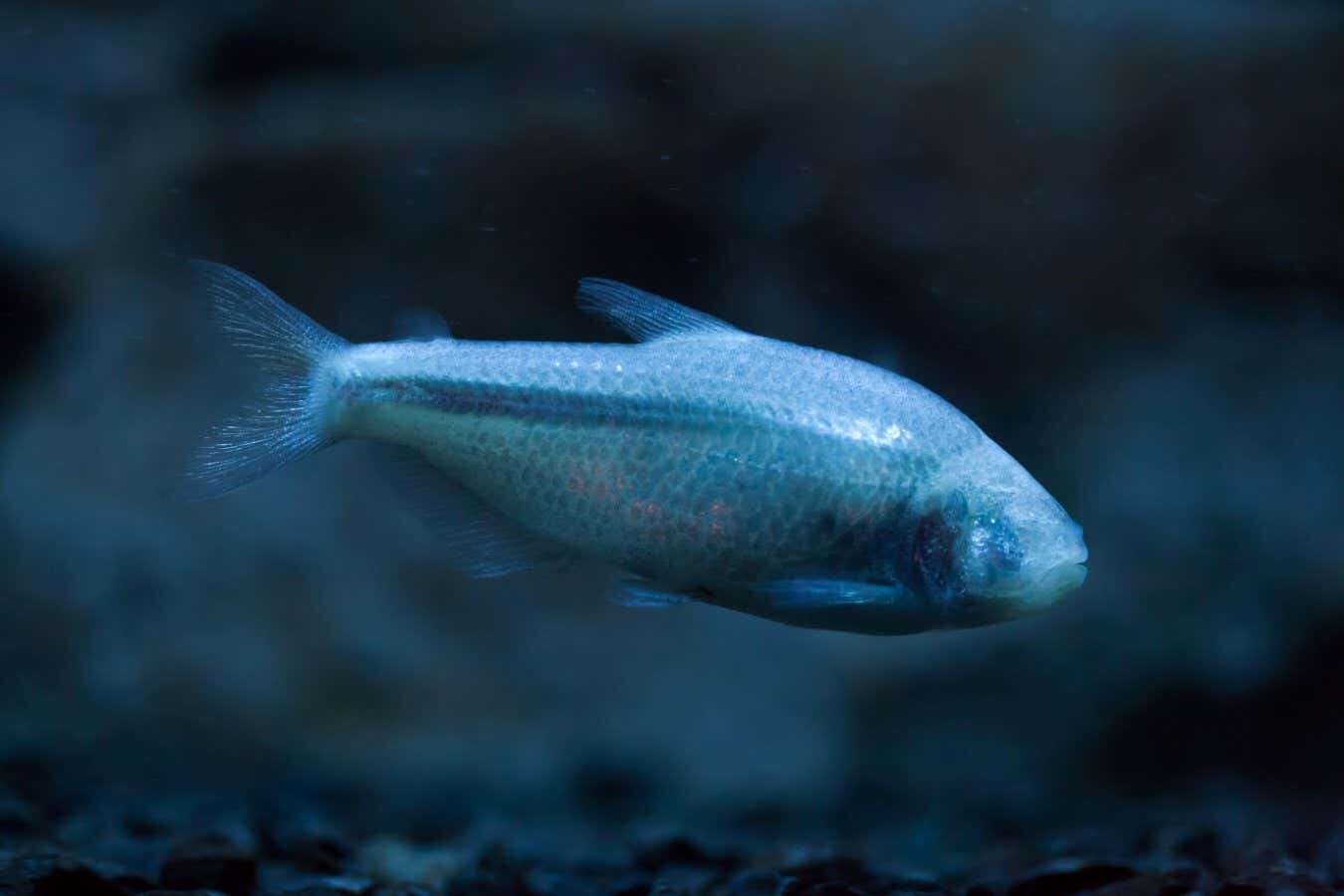 Wild cavefish can somehow survive with almost no sleep at all