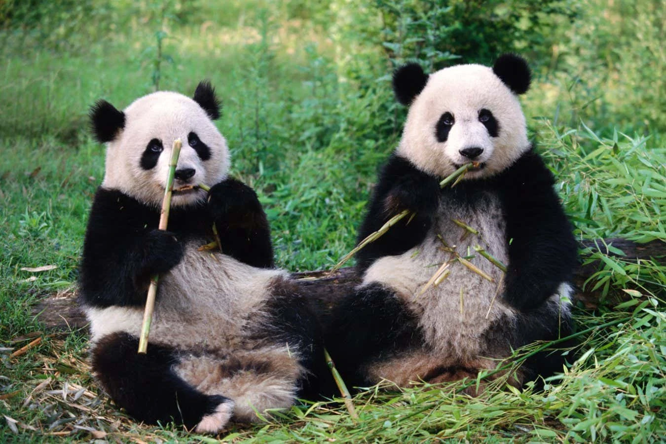 Are panda sex lives being sabotaged by the wrong gut microbes?
