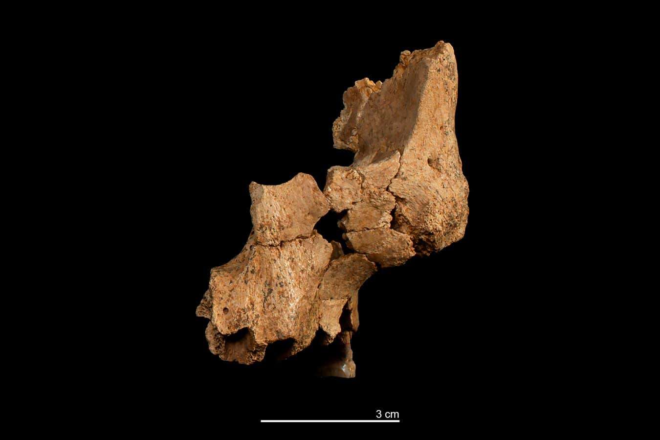 Ancient face bones offer clues to identity of early humans in Europe