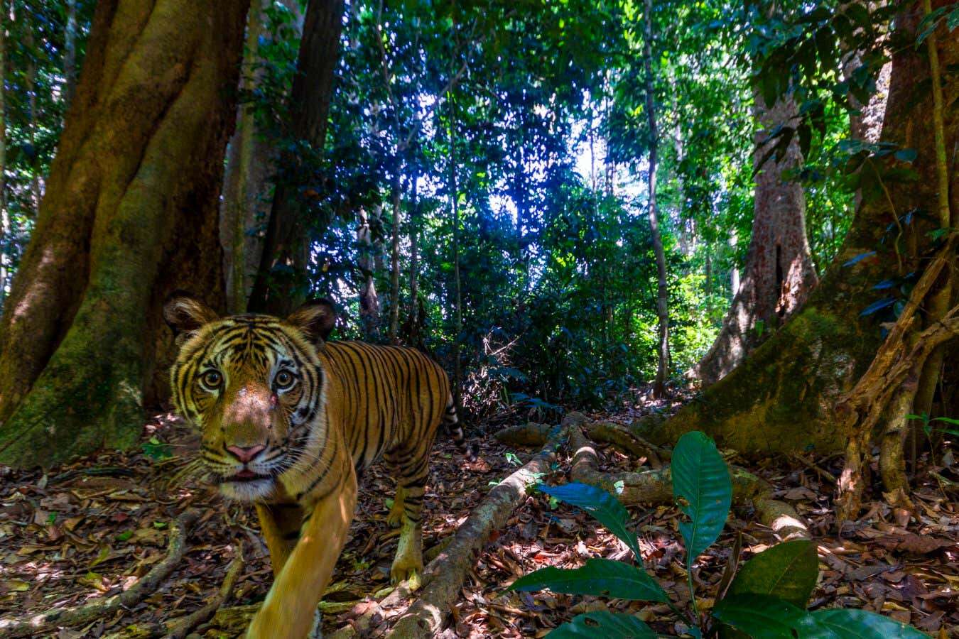 Stunning photo of rare Malayan tiger snapped by camera trap