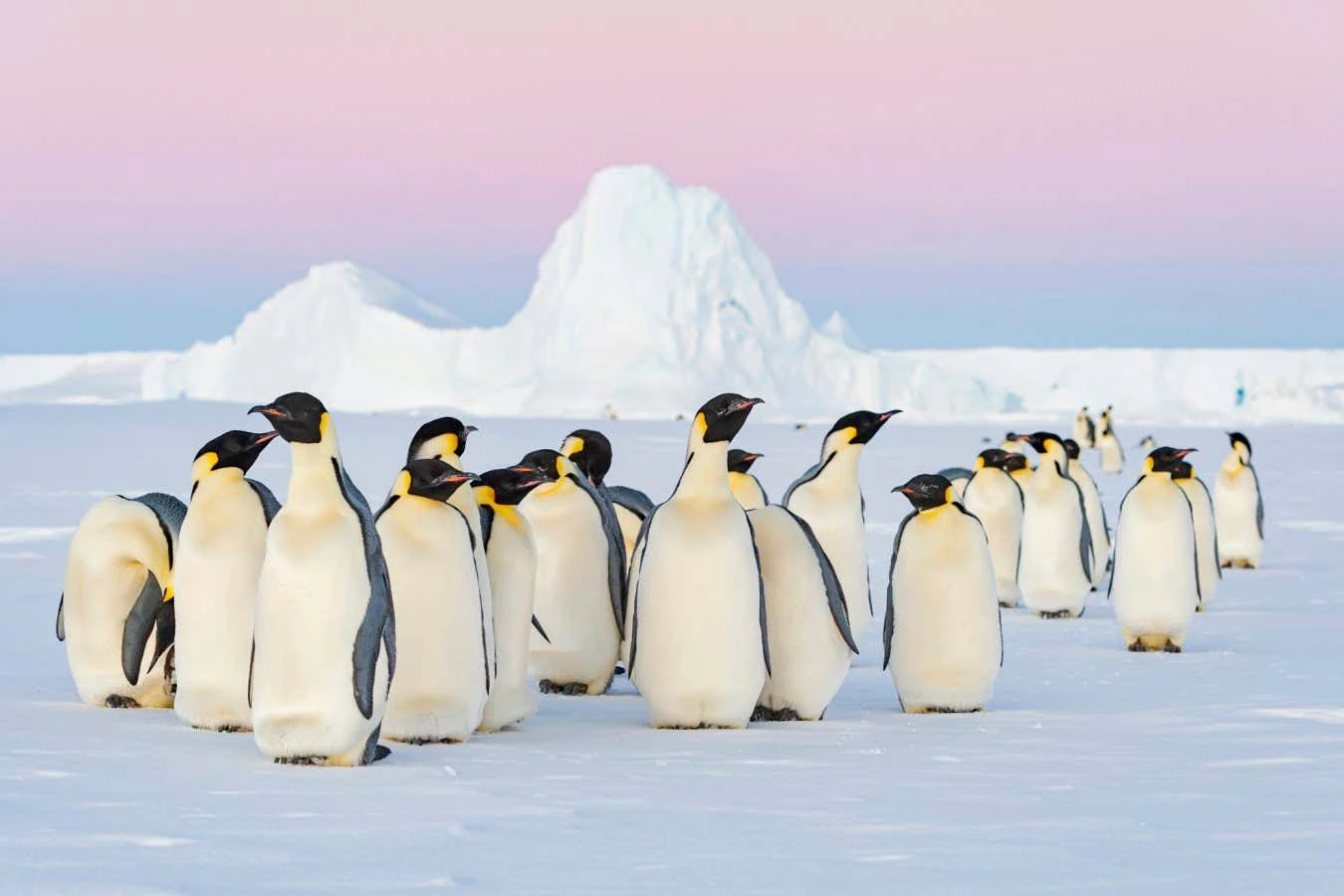 Emperor penguins added to endangered list after rapid decline