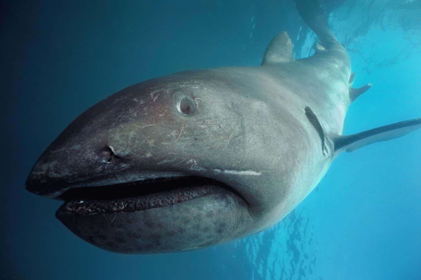 Pregnant megamouth shark washed up on beach is first ever seen