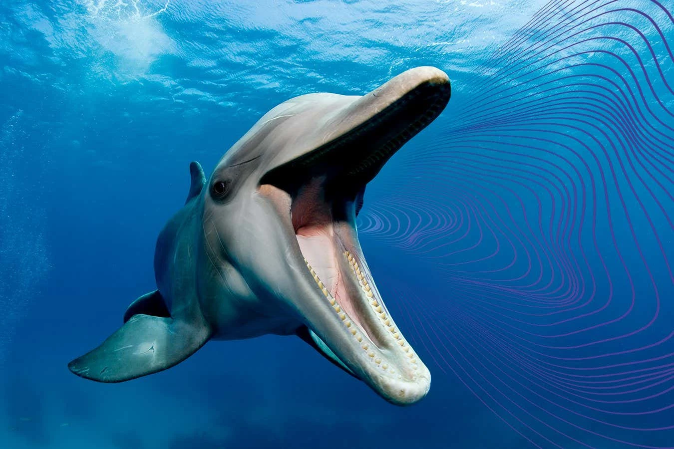 We will soon be able to talk with other species. Which will be first?