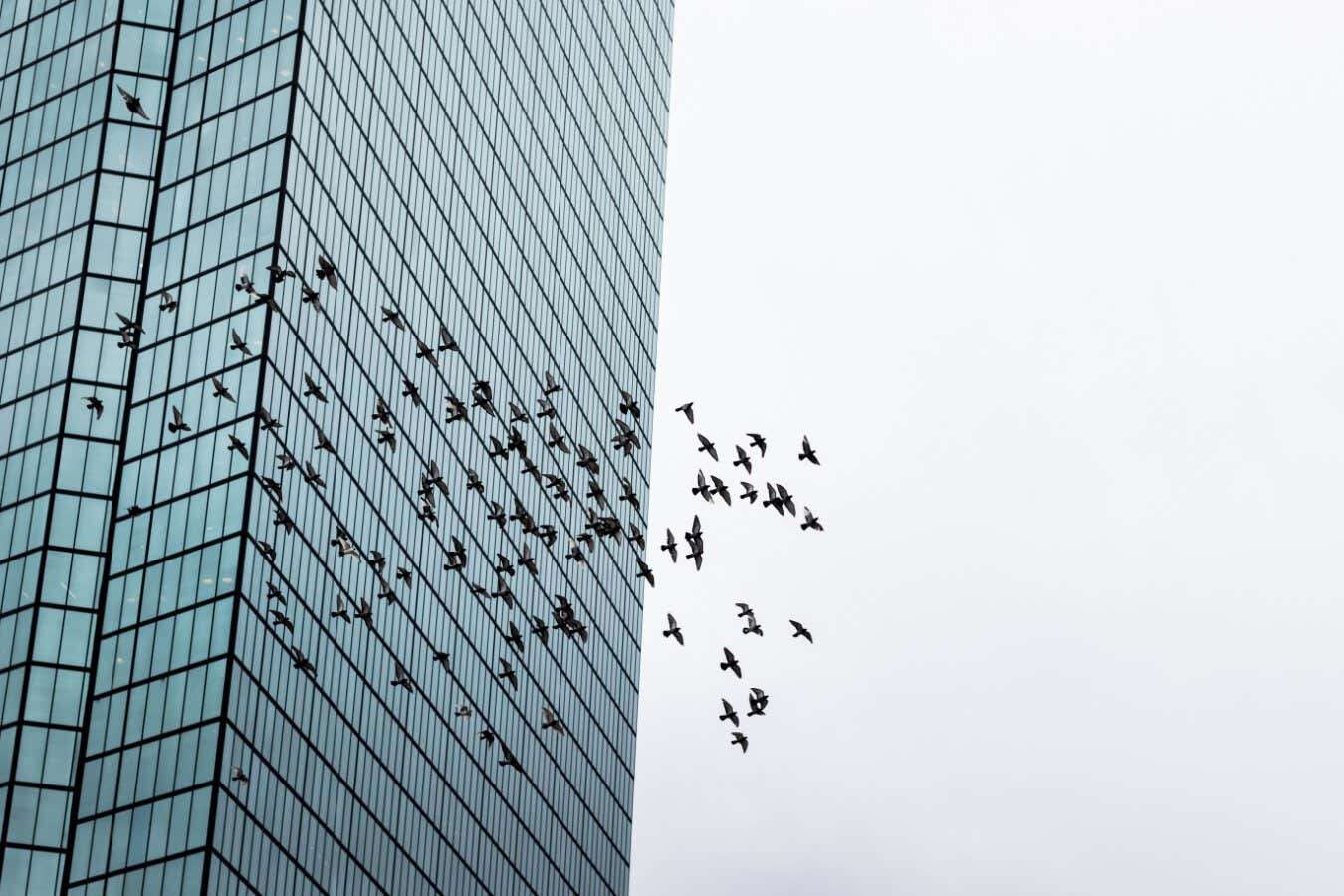 Bird deaths from building strikes may be double past estimates