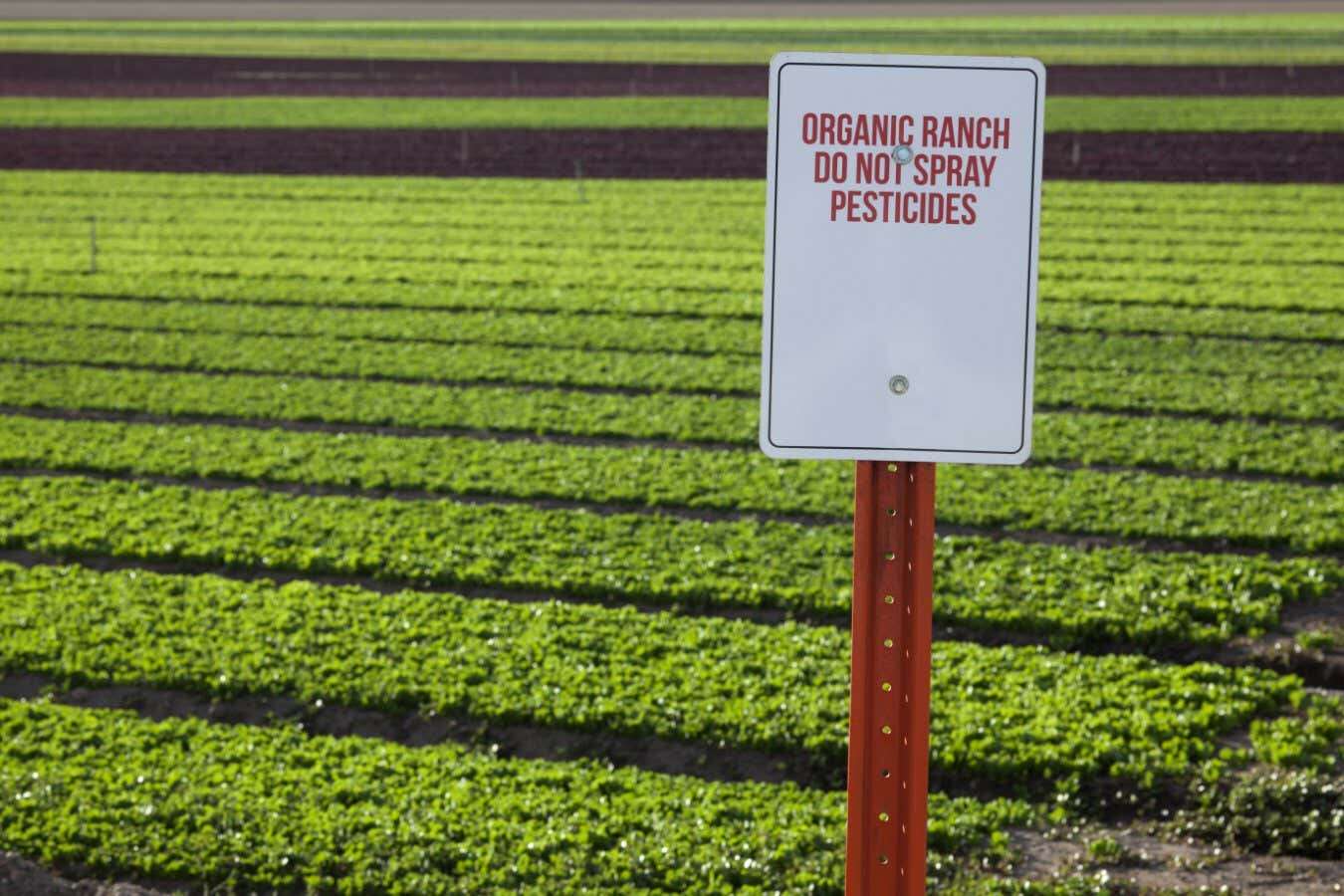 Organic farms seem to trigger more pesticide use on conventional farms