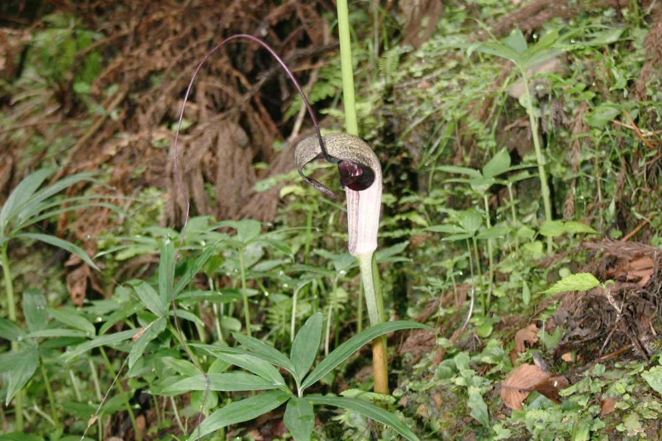 Deadly plant kills its pollinators but nurses their young