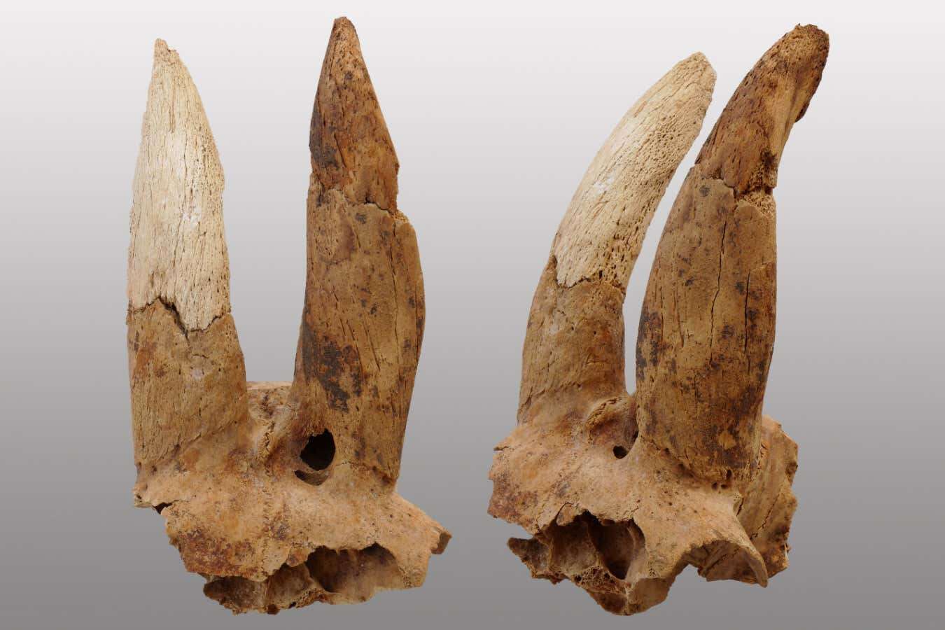 Ancient Egyptians shaped sheep's horns – and we don't know why