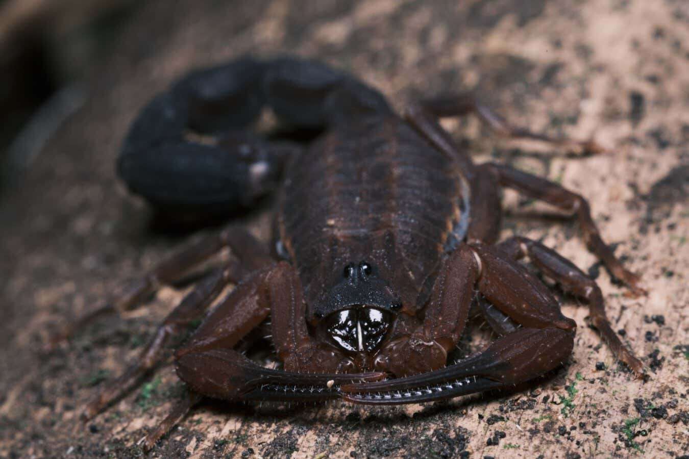 Newly identified scorpion species ‘spits’ venom to defend itself