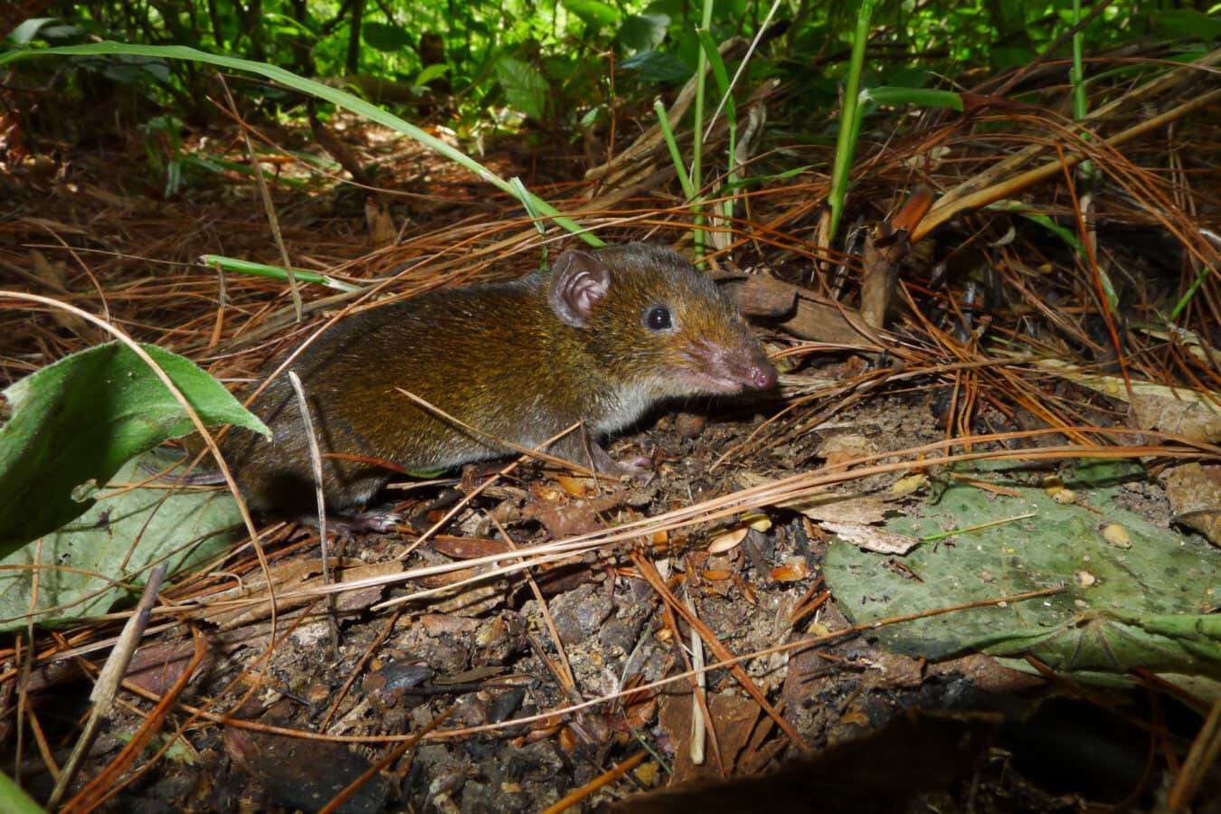 ‘Vampire’ hedgehog among 234 new species identified in Asia