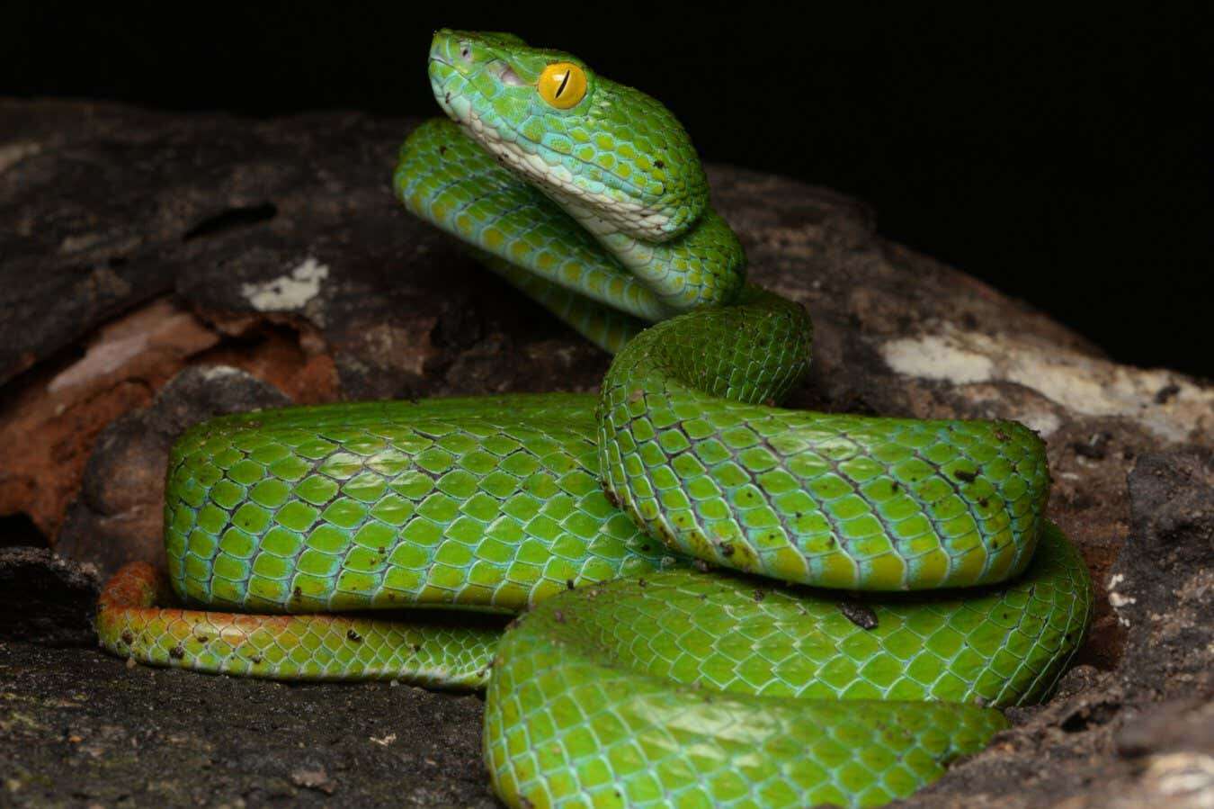 Vivid snake species with blue lips and yellow eyes is new to science