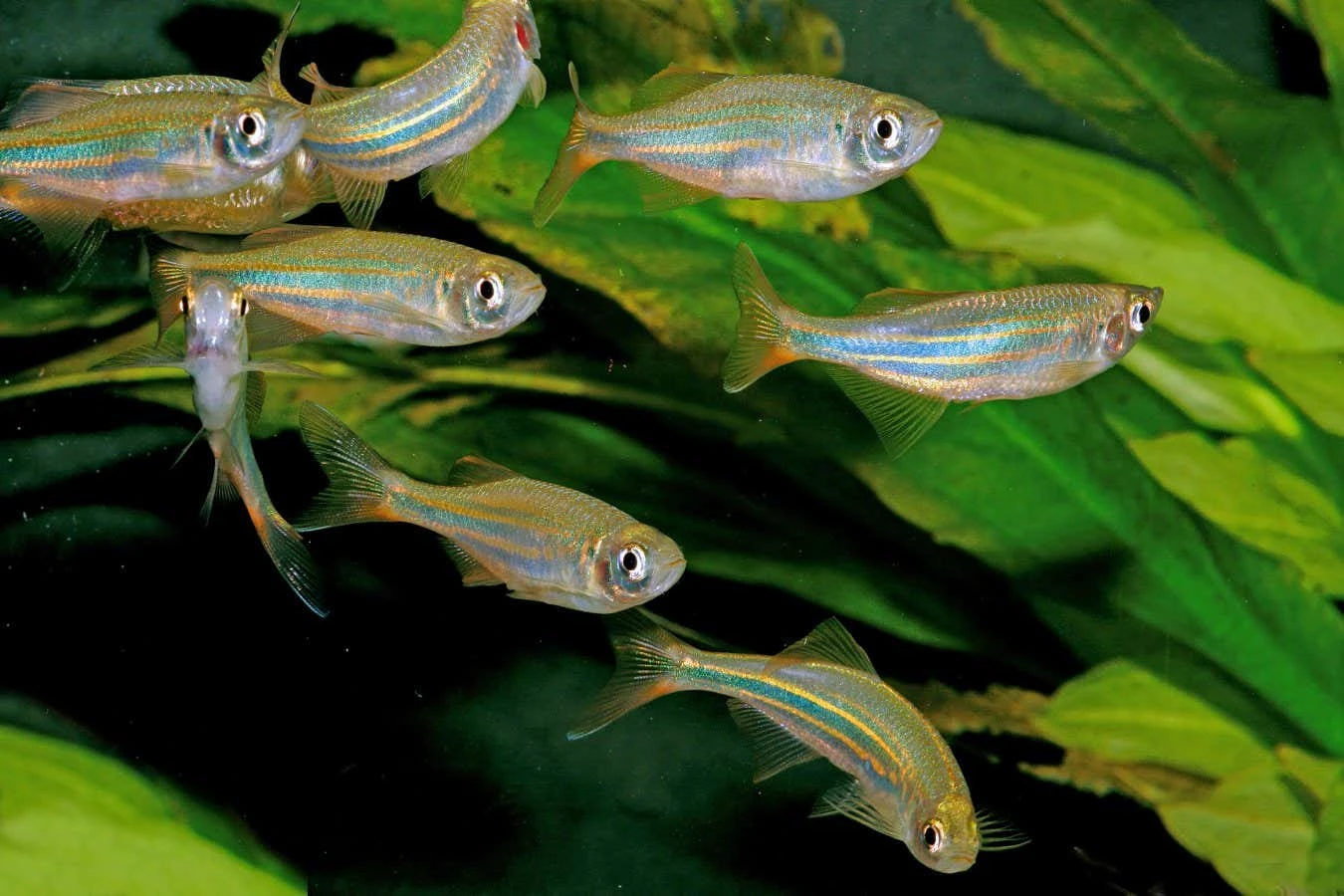 Swimming together lets fish move faster while expending less energy