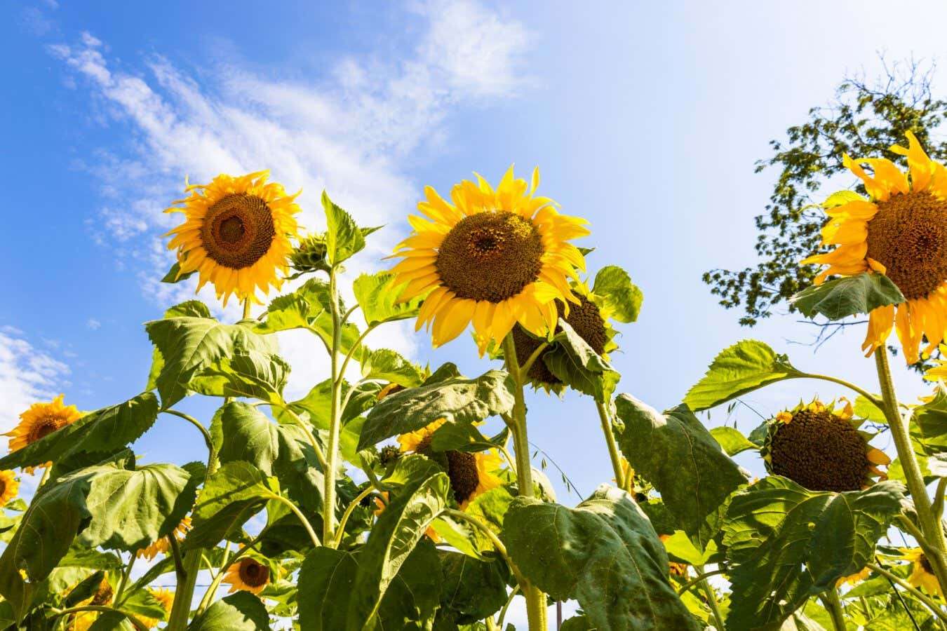 The surprising way sunflowers work together to get enough light