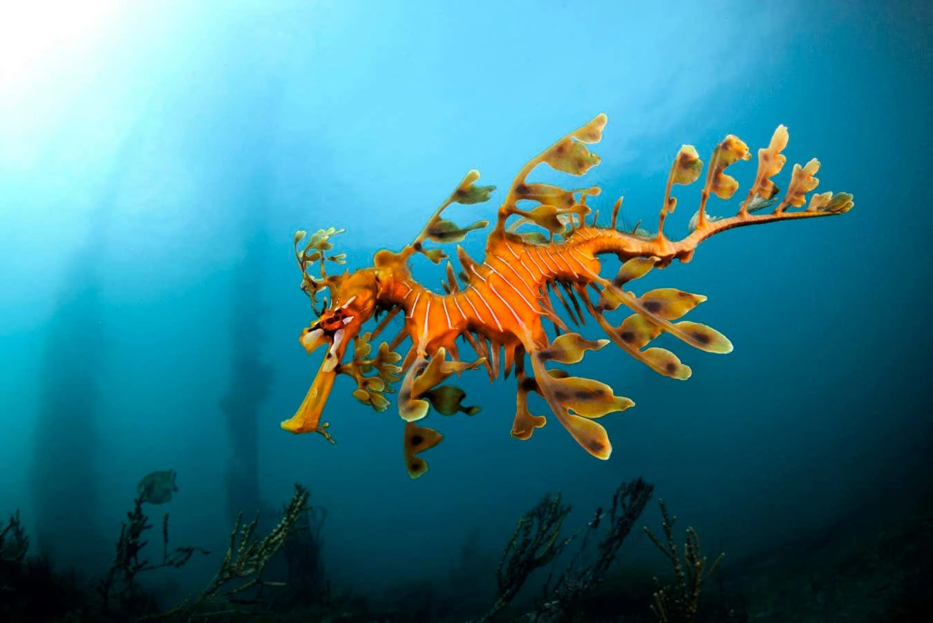 Thousands of seadragons are dying in Australia's toxic algal bloom