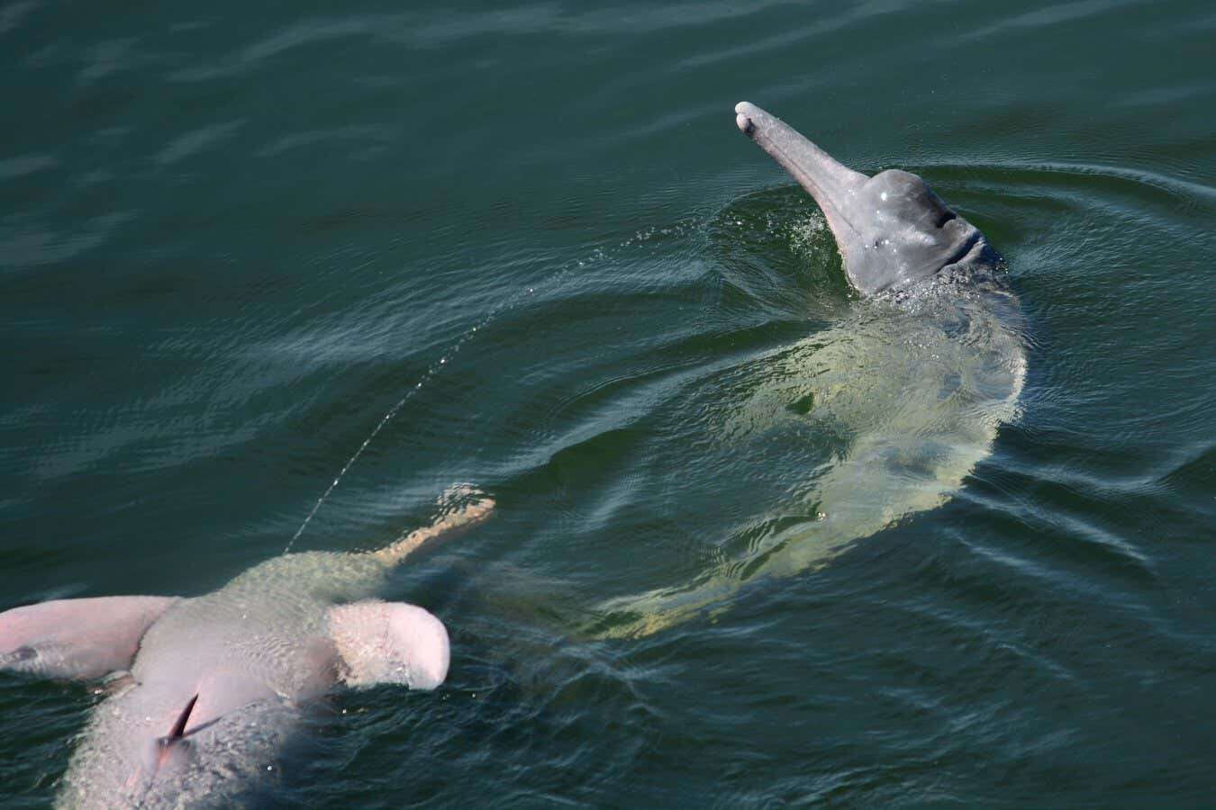 Amazon river dolphins may send messages with aerial streams of urine