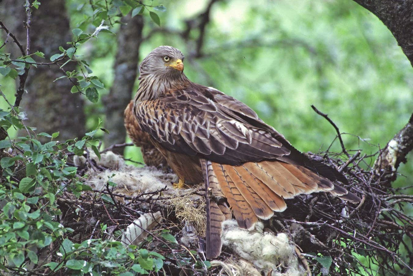 Why birds decorate their nests with weird and unnatural objects