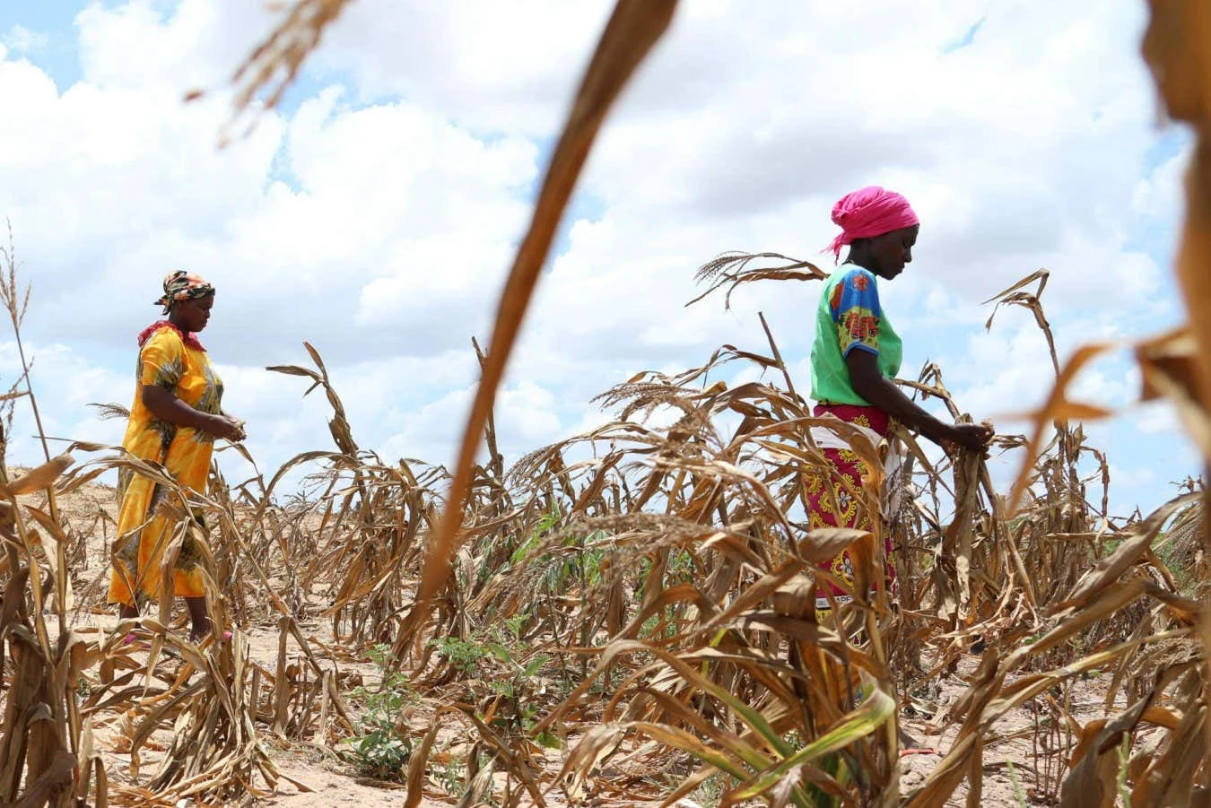Global warming already causing crop losses of over $20 billion a year