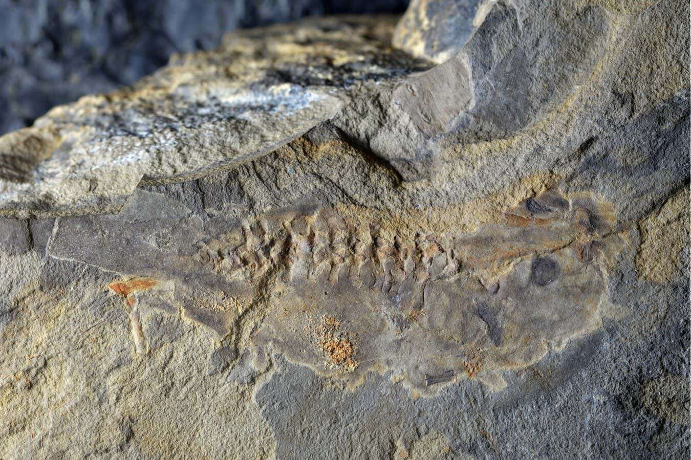 Oldest tadpole fossil known to science dates back 161 million years