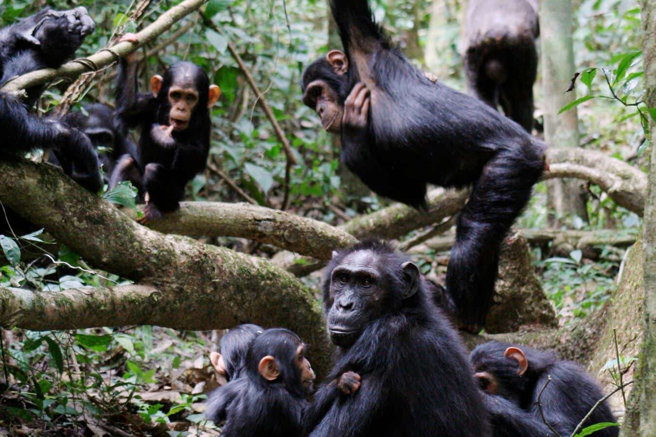 Chimps respond to each other at a pace similar to human conversation