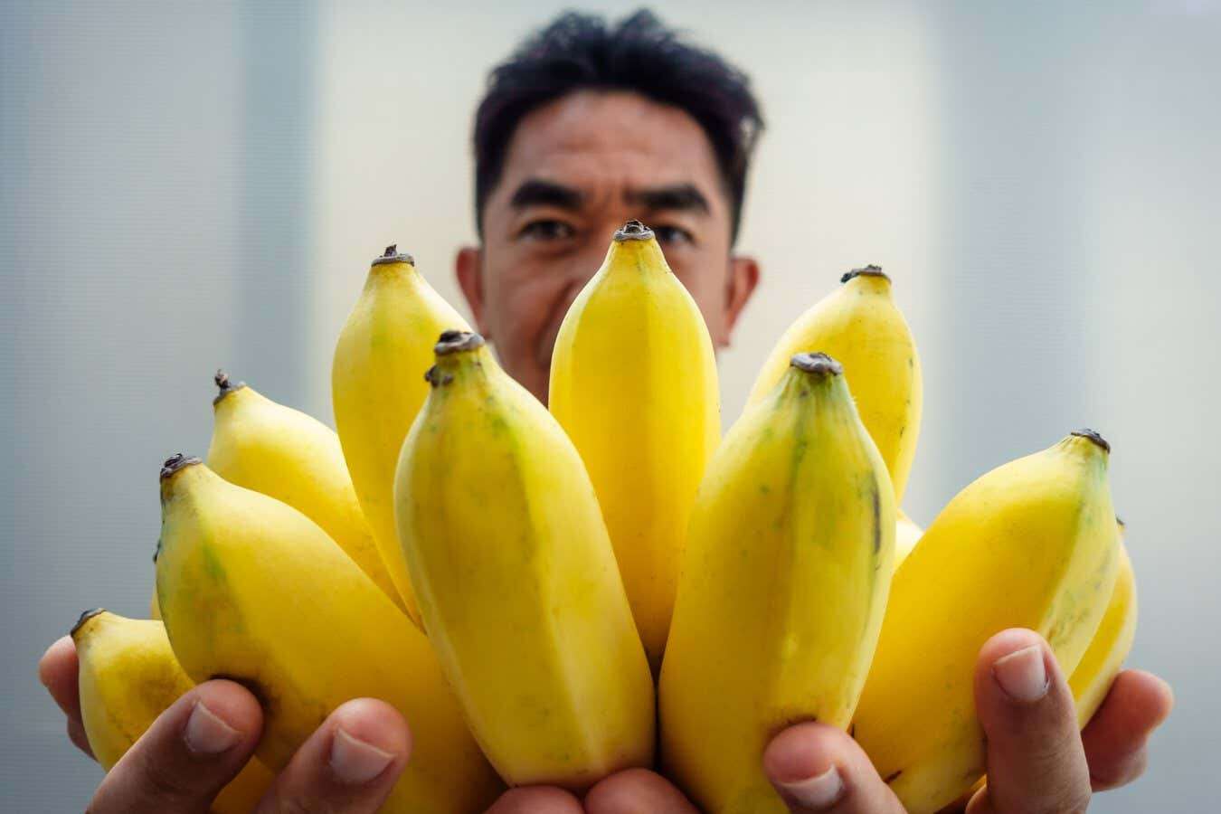 Your brain has individual neurons that respond to the smell of bananas