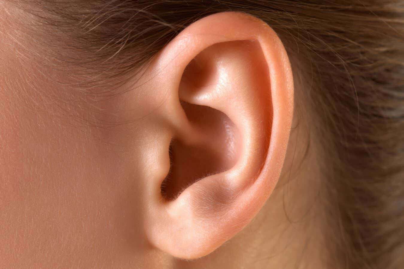 'Obsolete' muscle that wiggles ears actually activates while listening