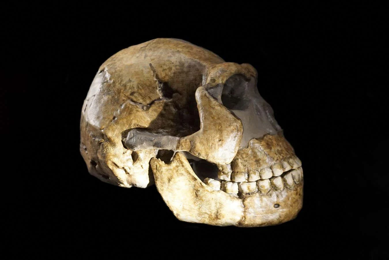 All known Homo naledi skeletons seem to be female