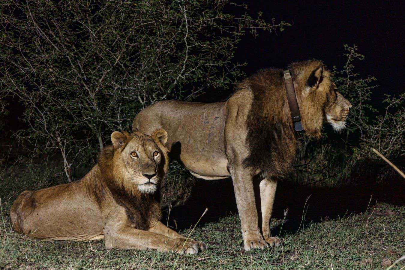 Lions' record-breaking swim across channel captured by drone camera