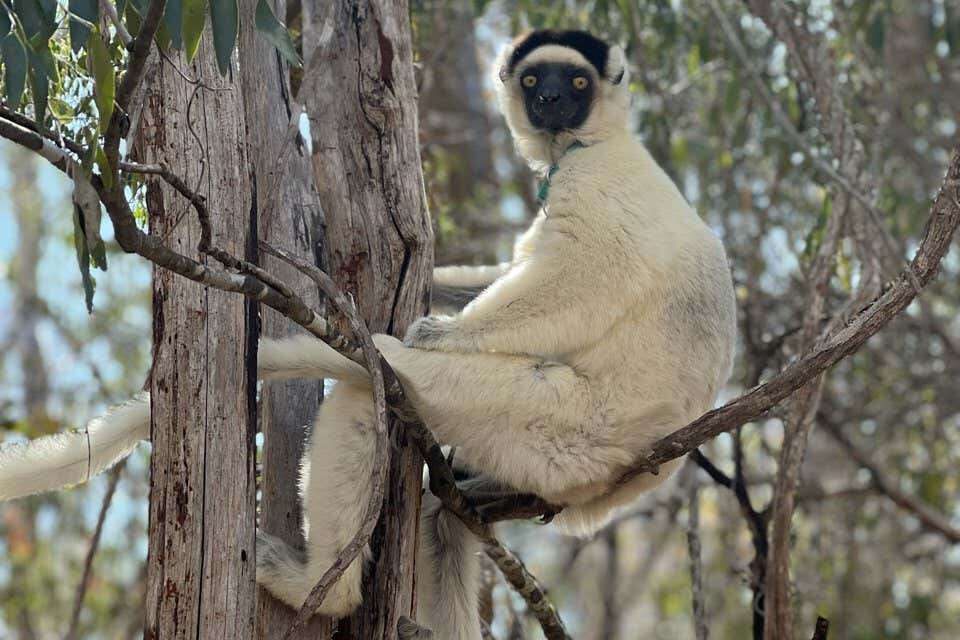 Male lemurs grow bigger testicles when there are other males around