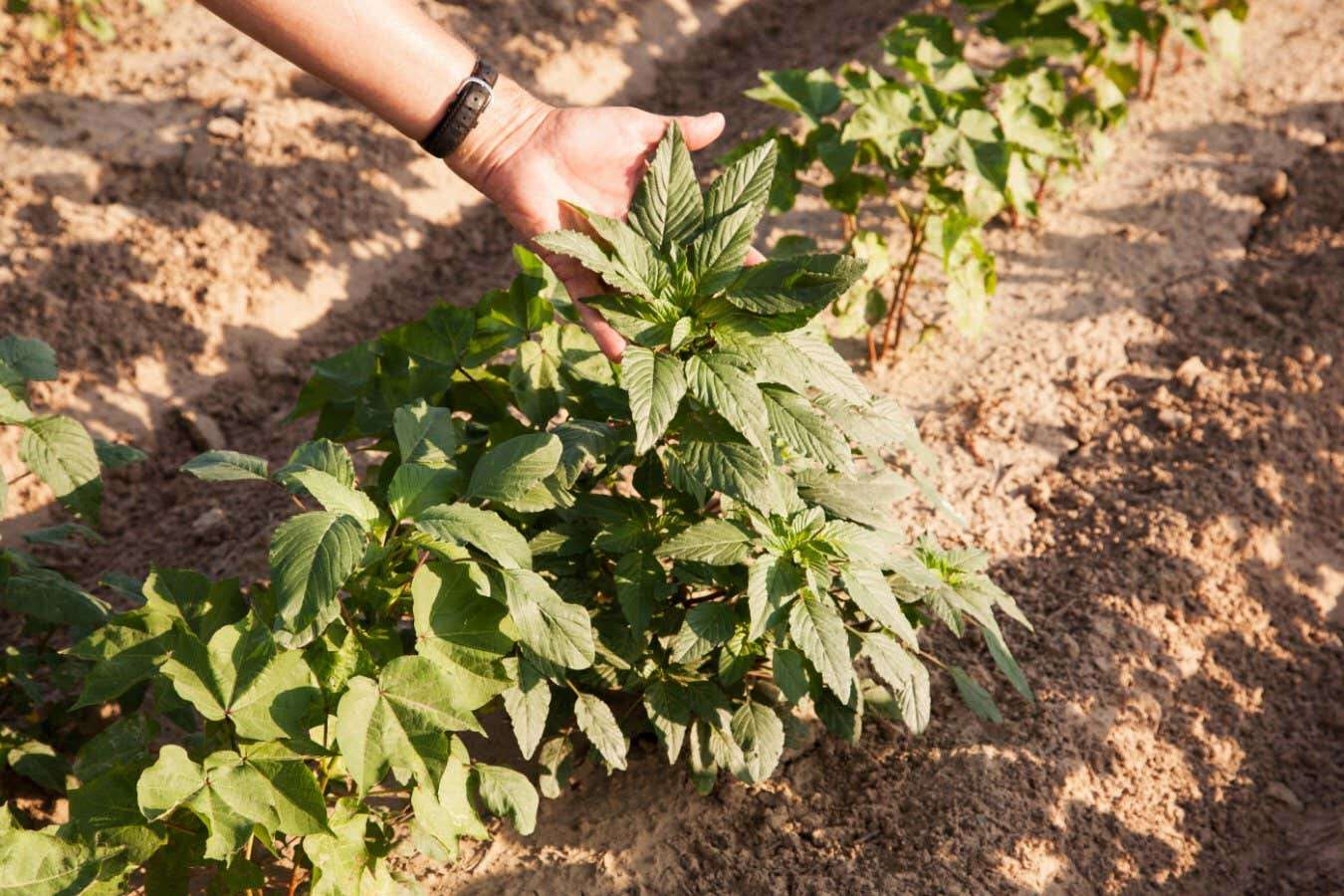 Plant-killing genetic technology could wipe out superweeds