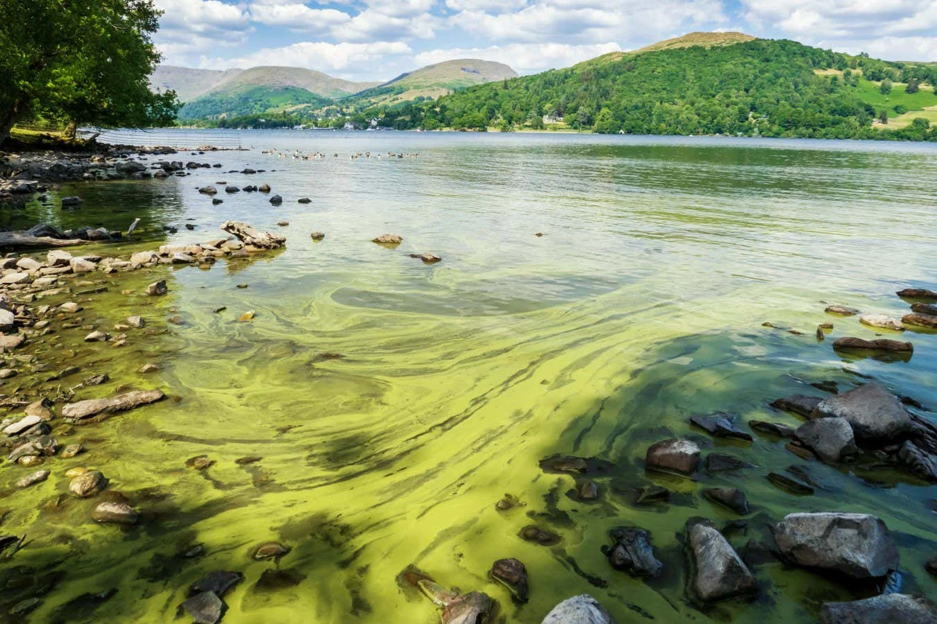 Artificial light pollution could fuel growth of toxic algal blooms