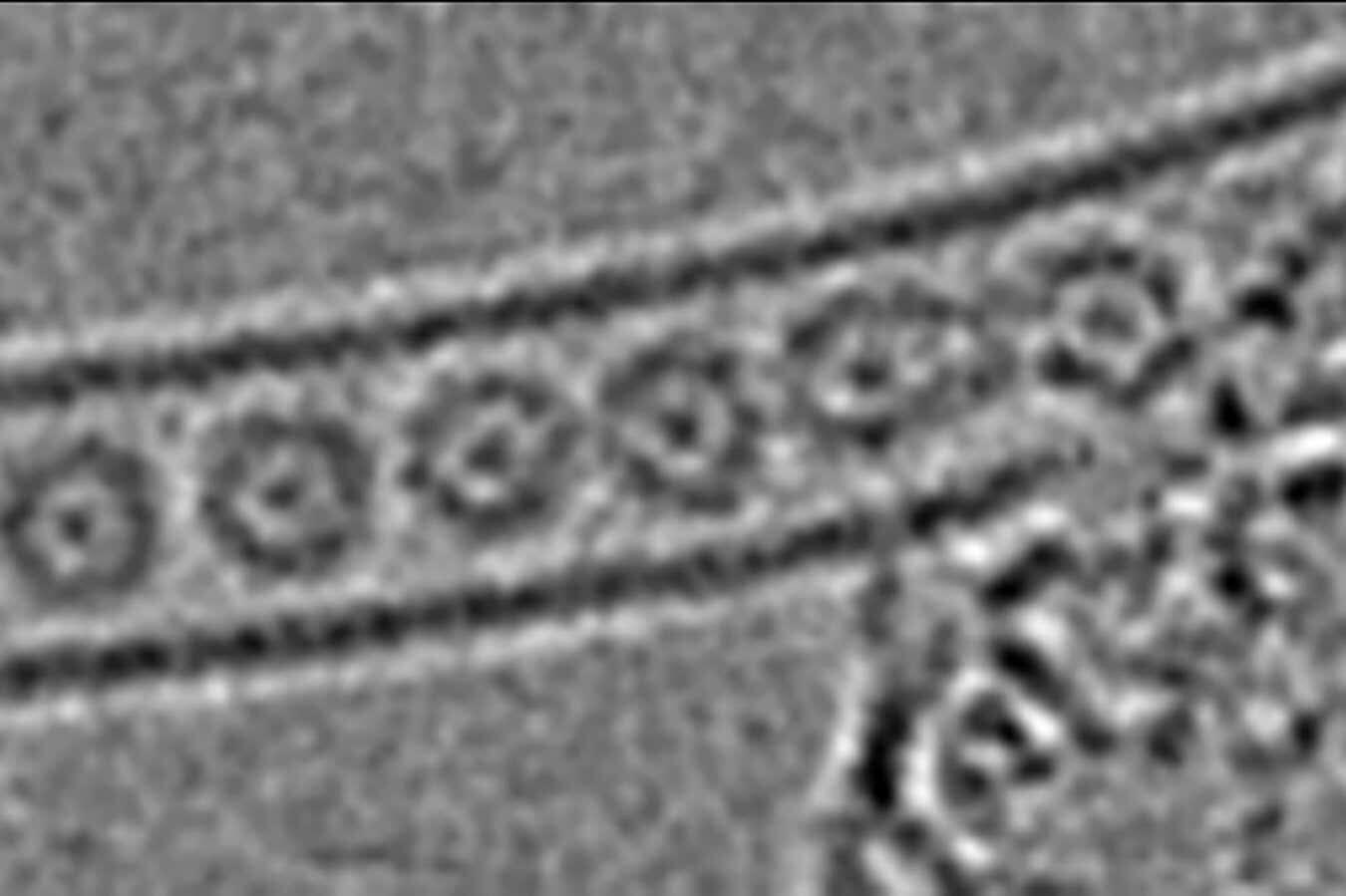 Strange 'one-dimensional gas' created by trapping atoms in a tiny tube